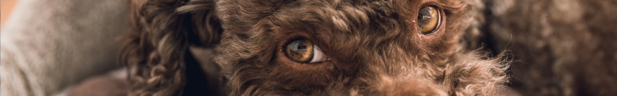 Lagotto romagnolo iFokus