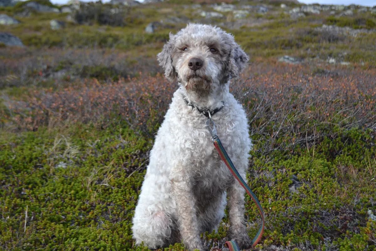 Härliga bilder från fjällen