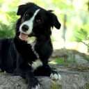 Animalluver